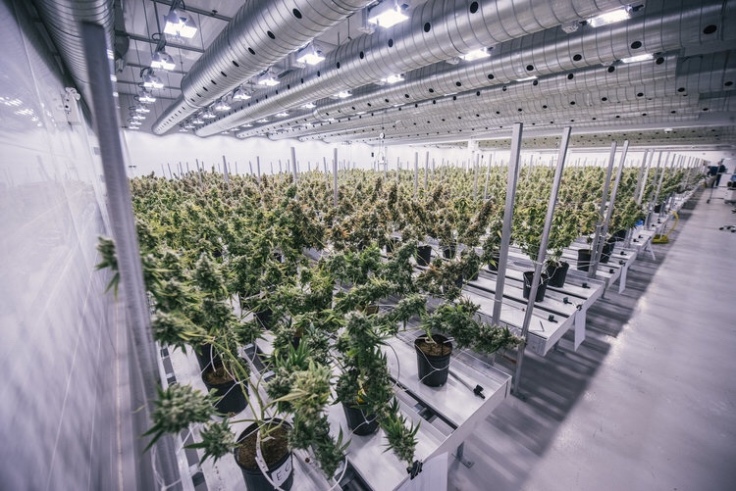 canopy growth corporation weed farm